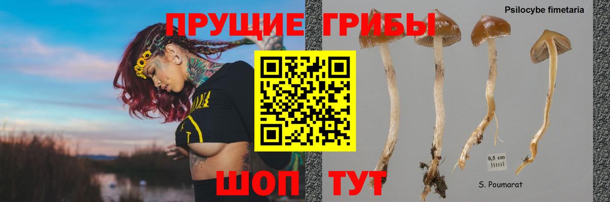 Псилоцибиновые грибы Psilocybe Бийск
